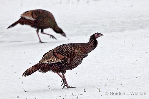 Winter Wild Turkeys_28531.jpg - Wild Turkeys (Meleagris gallopavo) photographed near Franktown, Ontario, Canada.